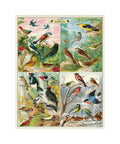 Cavallini - World of Birds 1000-piece puzzle