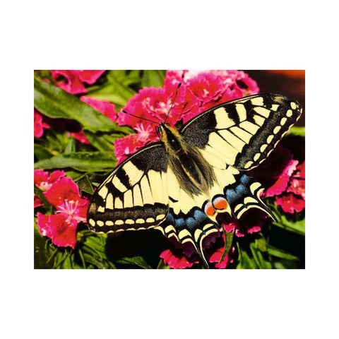 Butterfly 1