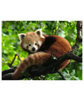Ravensburger - Cute Red Panda 500-piece puzzle