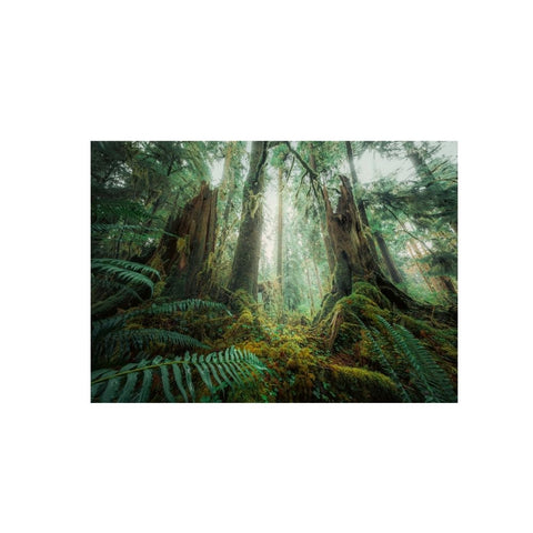 Ravensburger - In the Forest Puzzle 1000pc