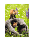 Curious Foxes1
