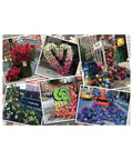 Ravensburger