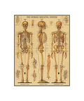Cavallini Vintage 1000 pc Puzzle Skeletal System
