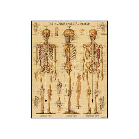 Cavallini Vintage 1000 pc Puzzle Skeletal System